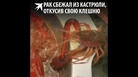 Мир погубит не рак