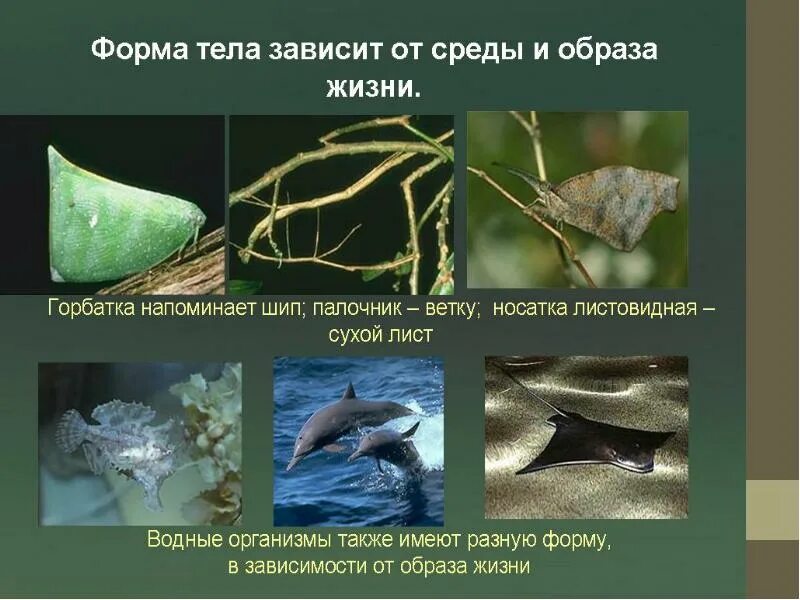 Структура которая поддерживает форму тела животных. Форма тела приспособленность. форма тела это в биологии. приспособленность организмов к окружающей среде. формы приспособления организмов.