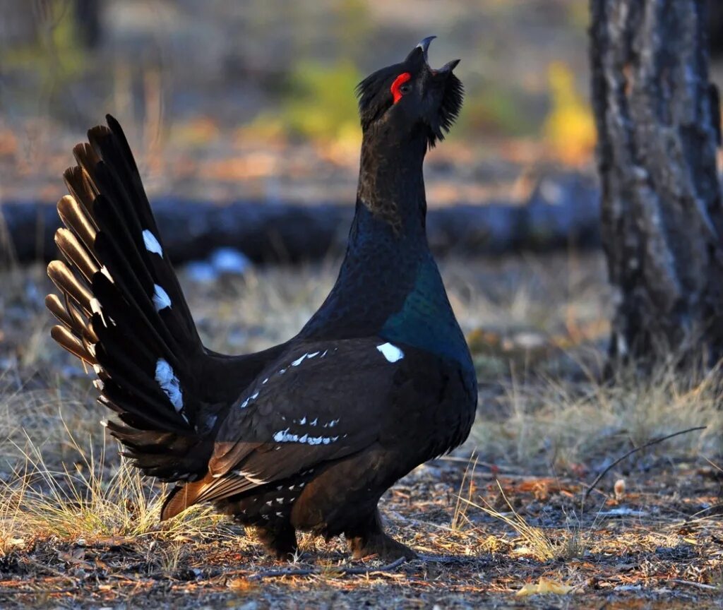 Кавказский заповедник птицы кавказский тетерев. Тетеря это. Тетерев обыкновенный. Тетерев-косач. Тетерев-косач.