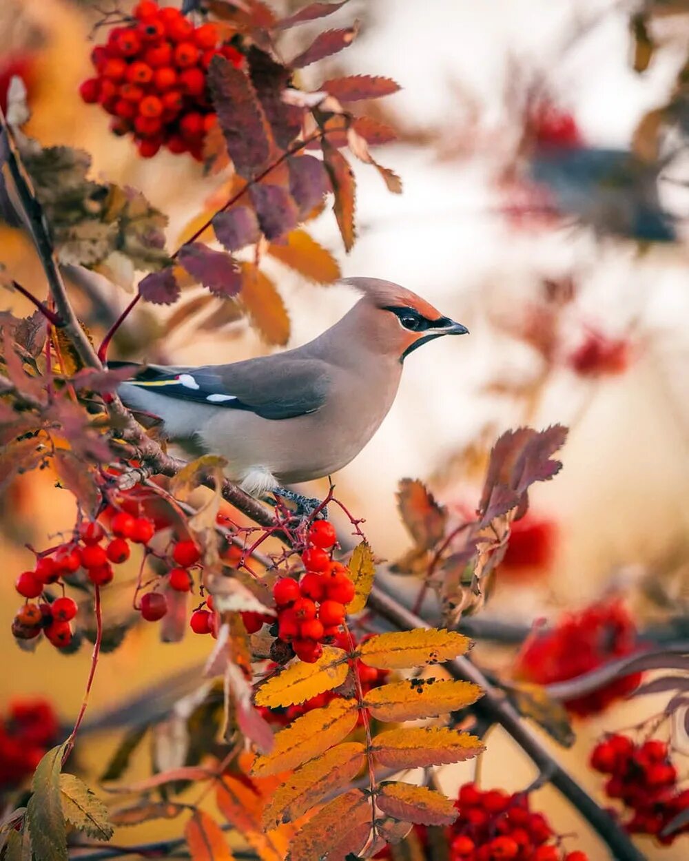 Свиристель осень. Осенние птицы. Красивые осенние птицы. Птицы осенью. Осенние птицы свиристель.