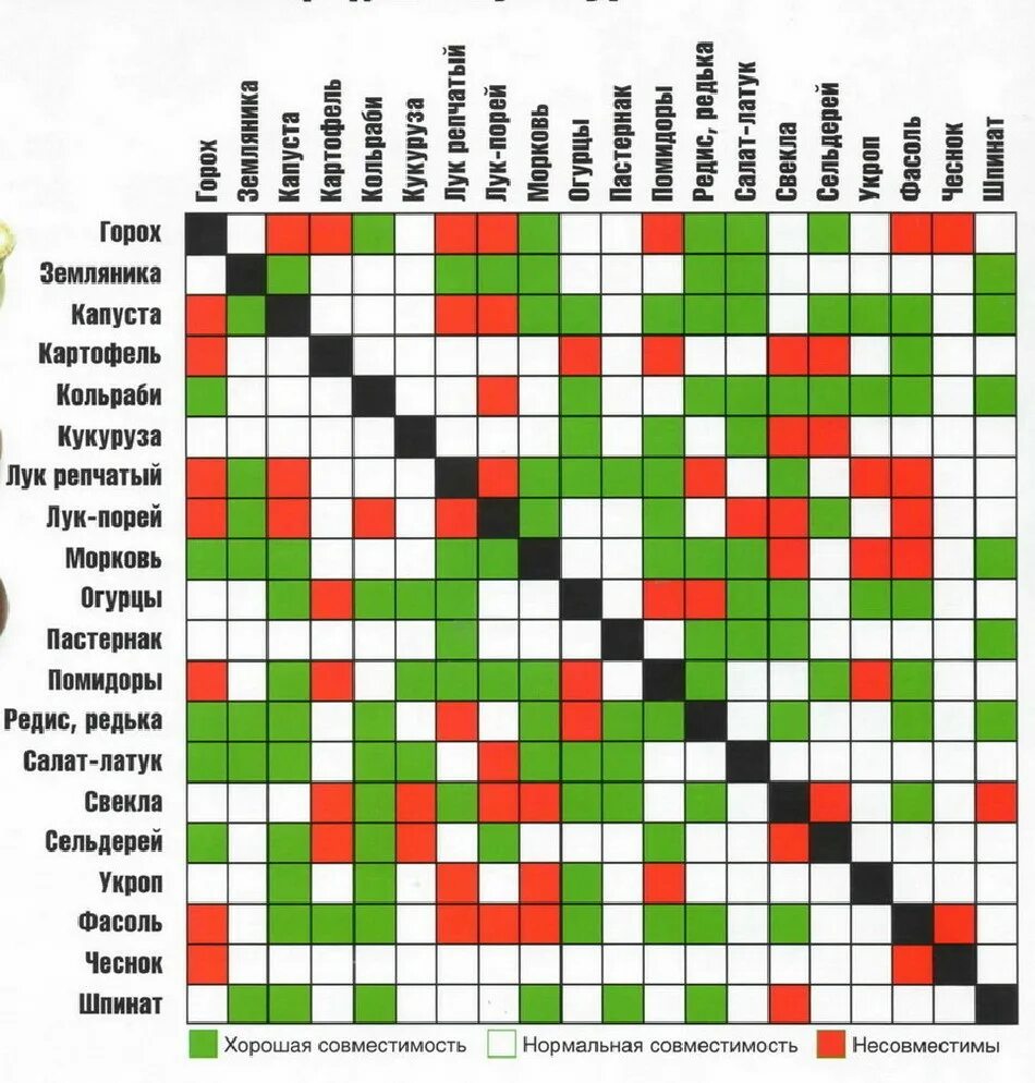 Совместимость овощей на огороде при посадке таблица. Таблица совместимости посадок овощных культур. Соседство овощей на грядках таблица. Совместимость растений при посадке в огороде таблица. Соседство яблони