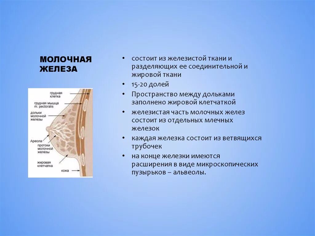 Структура ткани железисто фиброзная