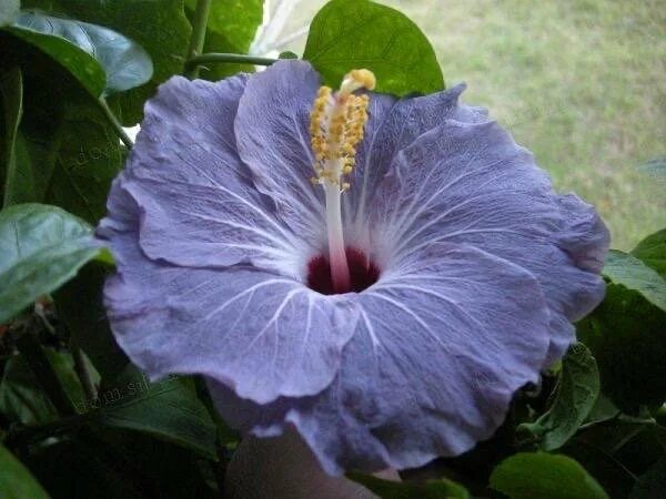 Гибискус сирийский "голубой сатин" (Hibiscus SYRIACUS 'BLUE SATIN'), семена - ку