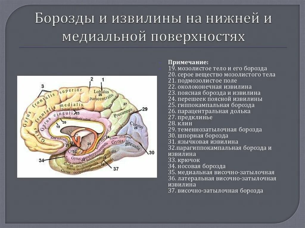 2 поверхности головного мозга. Сводчатая извилина анатомия. Борозды и извилины медиальной поверхности. Медиальная поверхность головного мозга борозды. Борозды и извилины большого мозга медиальная поверхность.