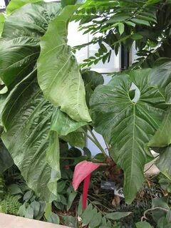 Anthurium cupulispathum - Wikipedia.