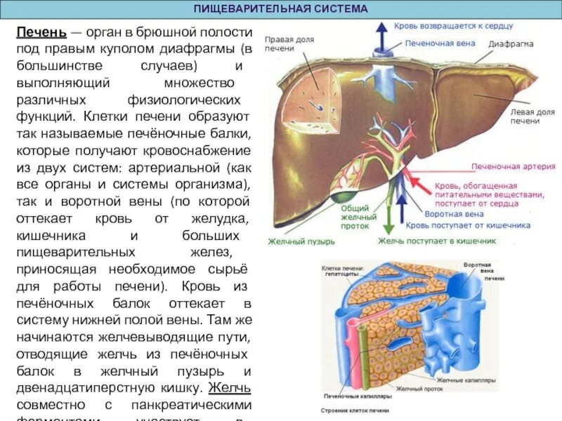 Барьерную функцию в организме выполняет печень. Клеточное строение печени. строение органов печень. печень это орган пищеварительной системы.