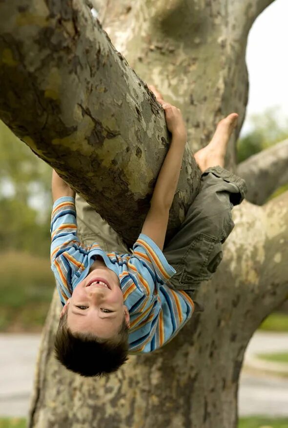 I climb trees. Climb a tree. barefoot boys on trees. portrait climbing and upside down on climbing frame in garden. climbing trees photo.