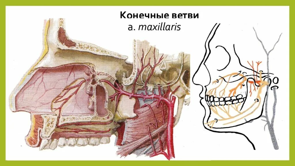 A maxillaris. Сосуд от a maxillaris. Все ветви a. maxillaris. А.maxillaris сегменты.