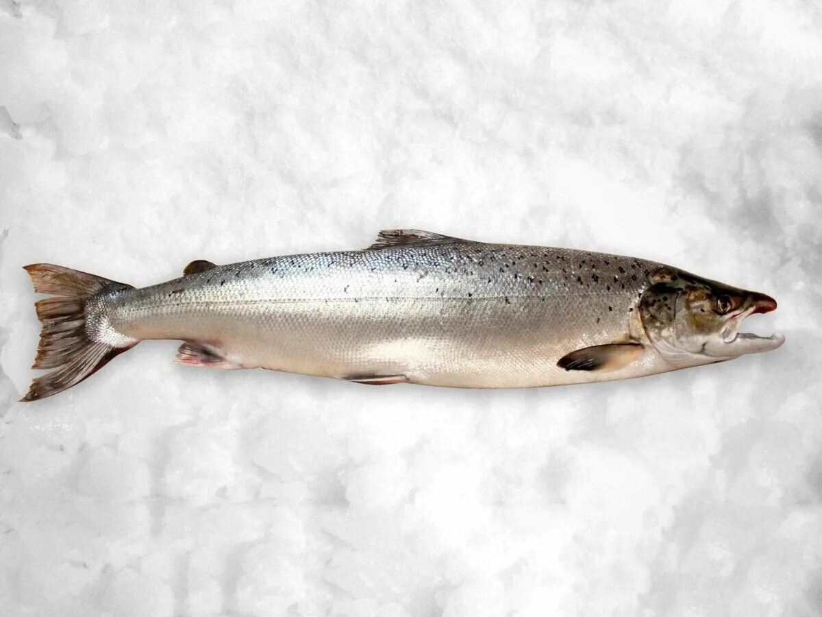Как выглядит семга фото. Salmon(королевская). семга беломорская. сиговый лосось. беломорский лосось.