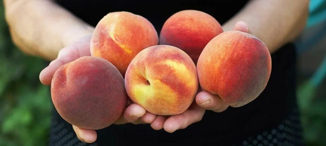 Персик. Персик в руке. Урожай персиков. Нектарин в руке. Персик у девушки фото 18