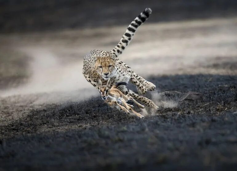 Лучшие фотографии. National Geographic фотографии. National Geographic животные. Лучшие фотоработы 2018.