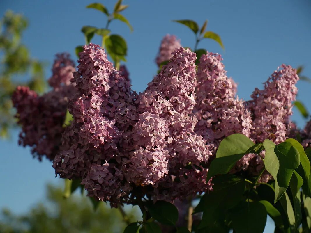 Сирень фото хорошего качества. Сирень Мичурин.