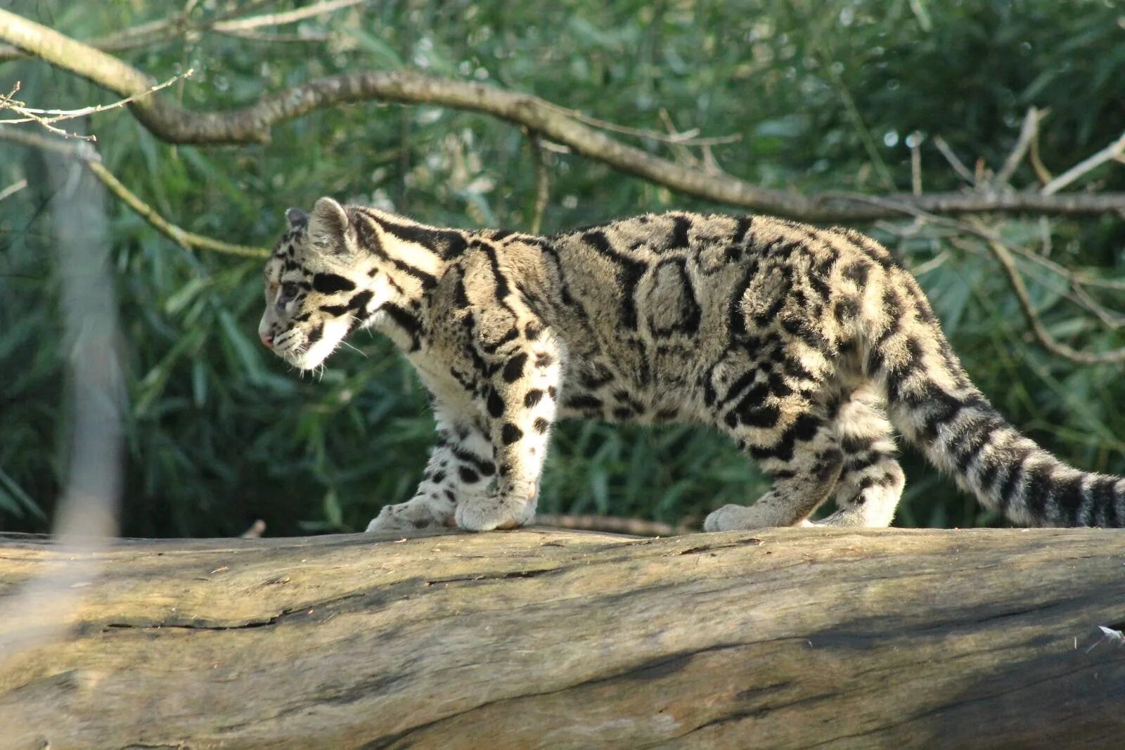 Clouded leopard