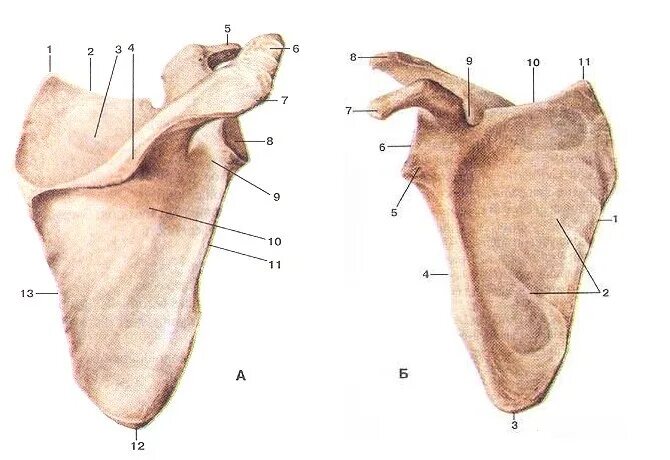 Лопатка анатомия Синельников. Лопатка анатомия Сапин. Кости верхней конечности лопатка. Лопатка кость строение.
