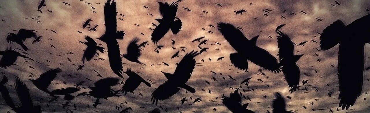 Разбитая стая. Стая ворон. Стая Воронов. Вороны кружат. Стая черных птиц.