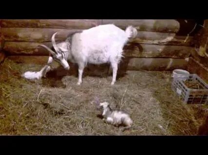 Через сколько родит коза