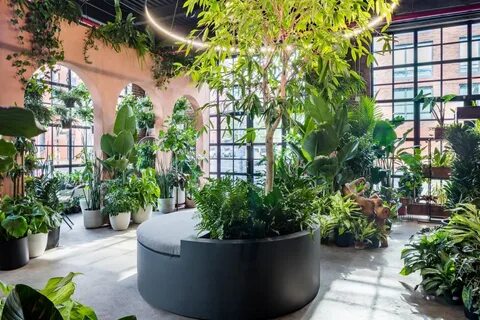 Store plants