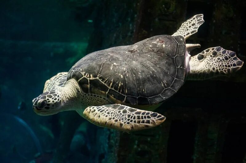 океанариум воронеж фото. океанариум воронеж 2024. град воронеж океанариум. морские котики воронежский океанариум. океанариум воронеж акула.