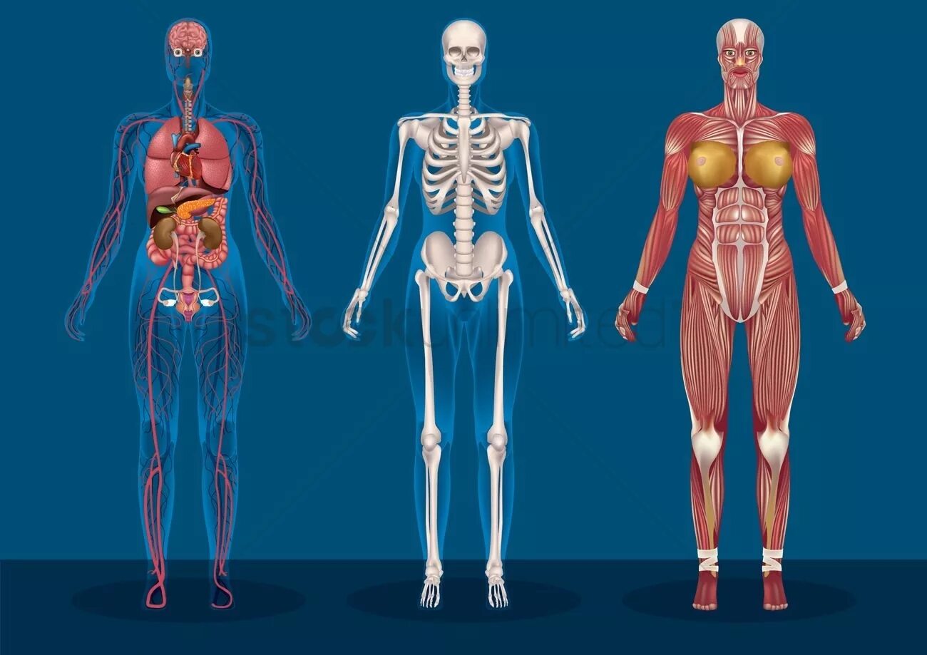 Человеческий организм в основном в. Анатомия человека. Тело человека. Тело человека анатомия. Туловище человека анатомия.