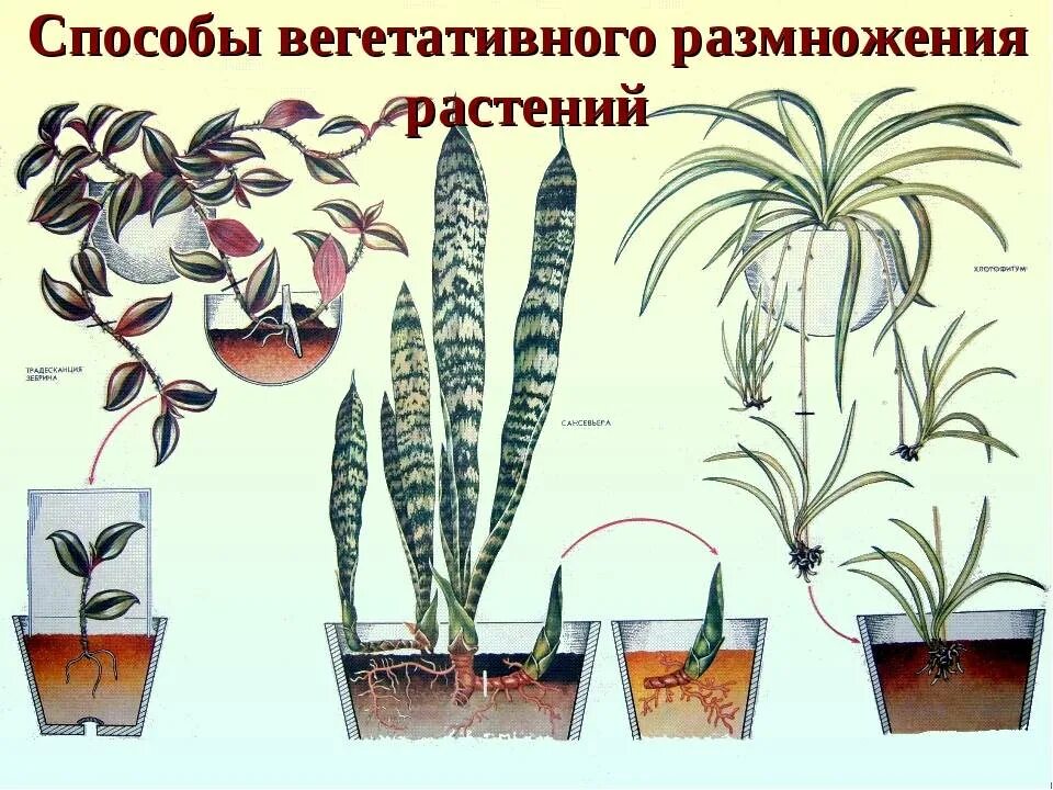 Как размножаются комнатные цветы. Сансевиерия вегетативное размножение. Вегетативное размножение сансевьеры. Сансевьера черенкование. Вегетативное размножение комнатных растений.