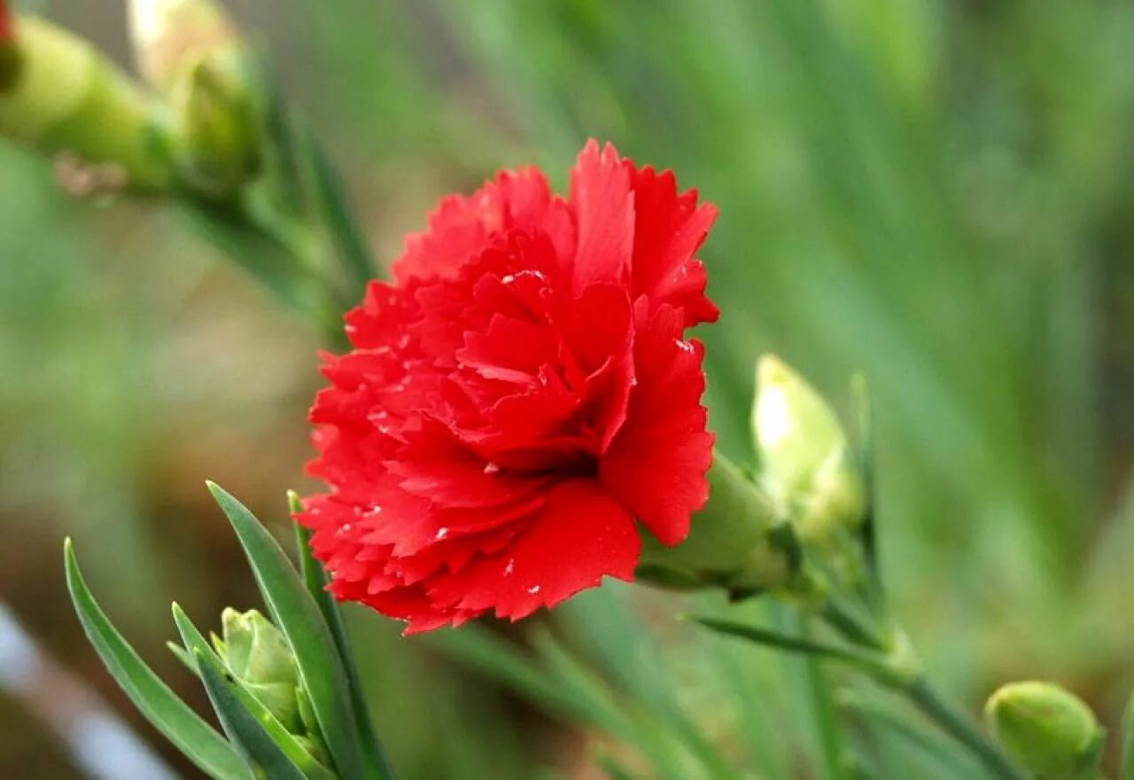 Ред гвоздика. Гвоздика Садовая Шабо красная. Садовая гвоздика (Dianthus caryophyllus). Гвоздика Шабо красная. Dianthus Red гвоздика.