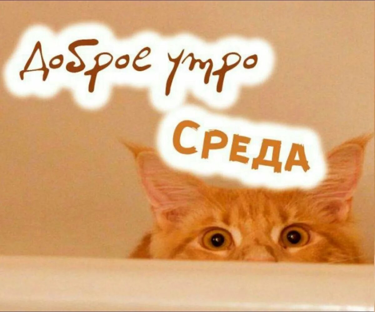 Доброе утро среда пришла неделя прошла. Открытки со средой прикольные. доброе утро среда прикольные. утро среды. с добрым утром среды прикольные.