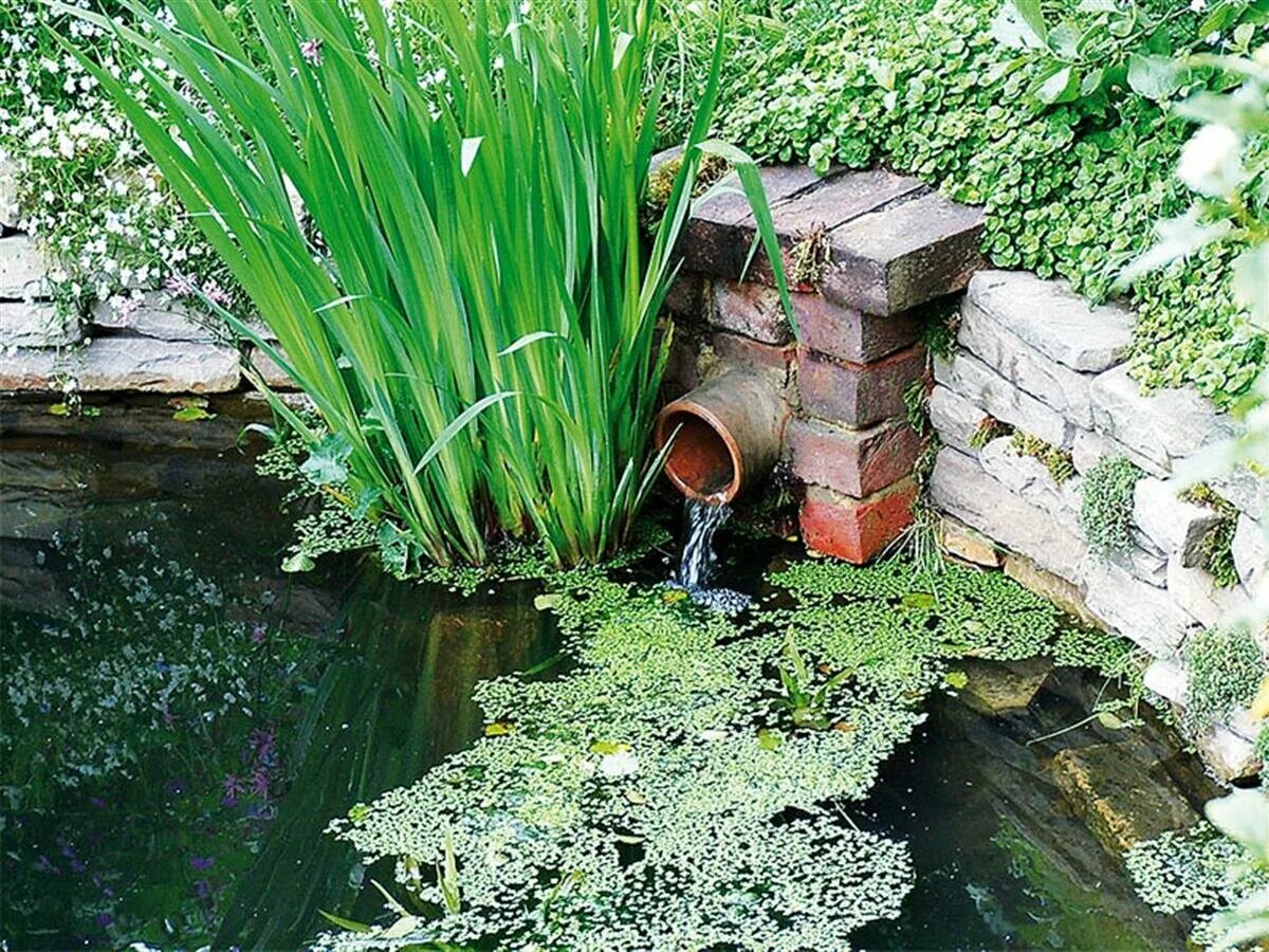 Источники водоемов. Источники водоемов. Облагородить берег пруда. Источники водоемов. Источники водоемов.