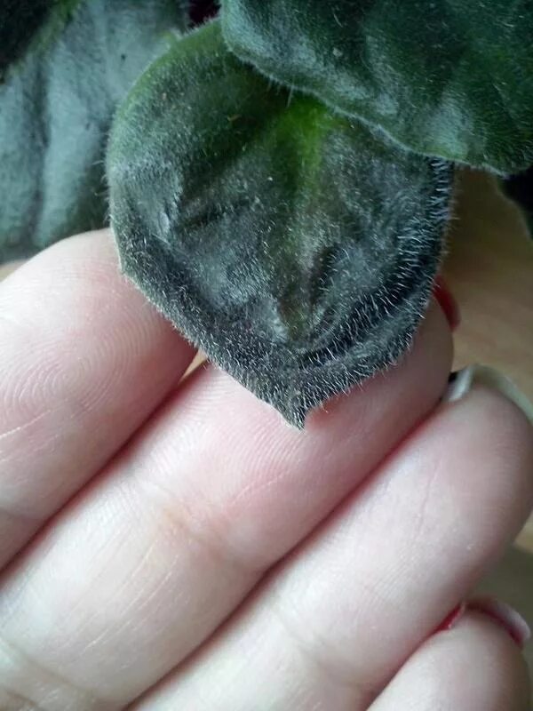 листья фиалки посветлели. шагреневая листва у фиалок. сохнут листья фиалок. темнеют листики у фиалки. фиалка коричневеют листья.