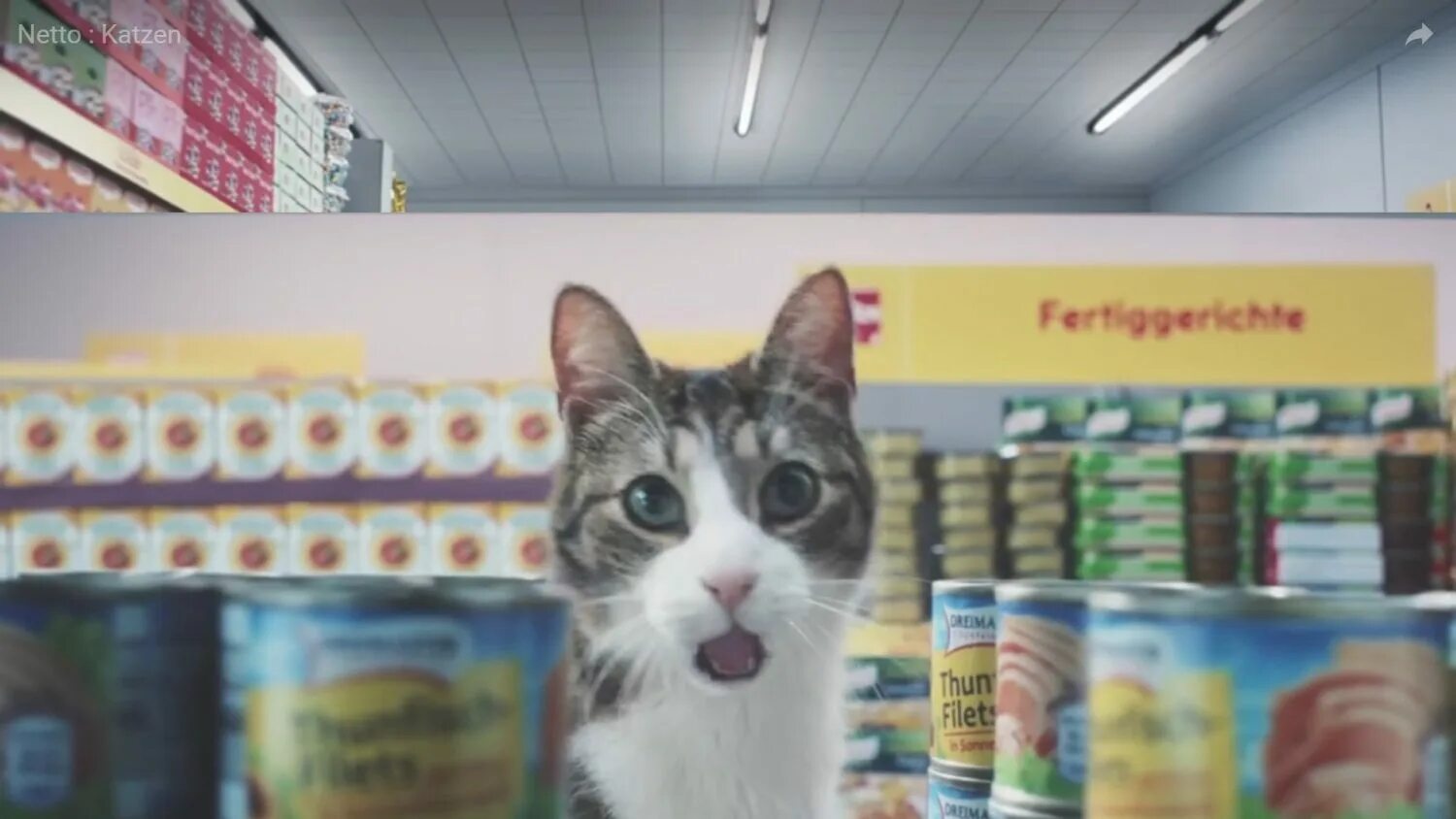 Кот идет в магазин. Если бы котики были в школе. Если бы котики ходили в школу лотков. Если бы котики ходили в магазин. Котики в школе.