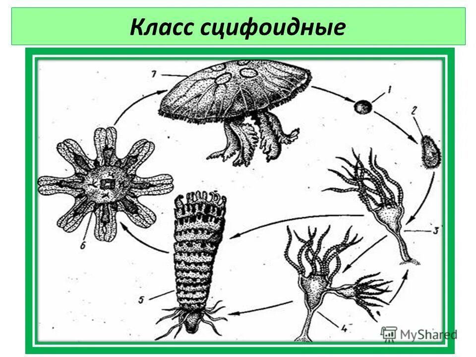 Значение класса сцифоидные. Значение класса сцифоидные. Сцифоидная медуза зоопланктон. Кишечнополостные сцифоидные медузы. Класс сцифоидные.