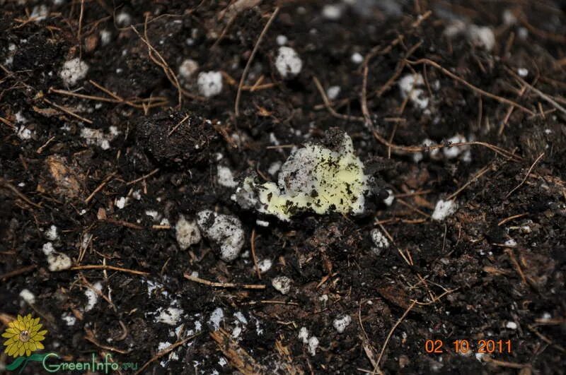 Заплывающие почвы это. Грибок в почве. Белый грибок на земле. Триходерма верде гриб. Болезни грунта.