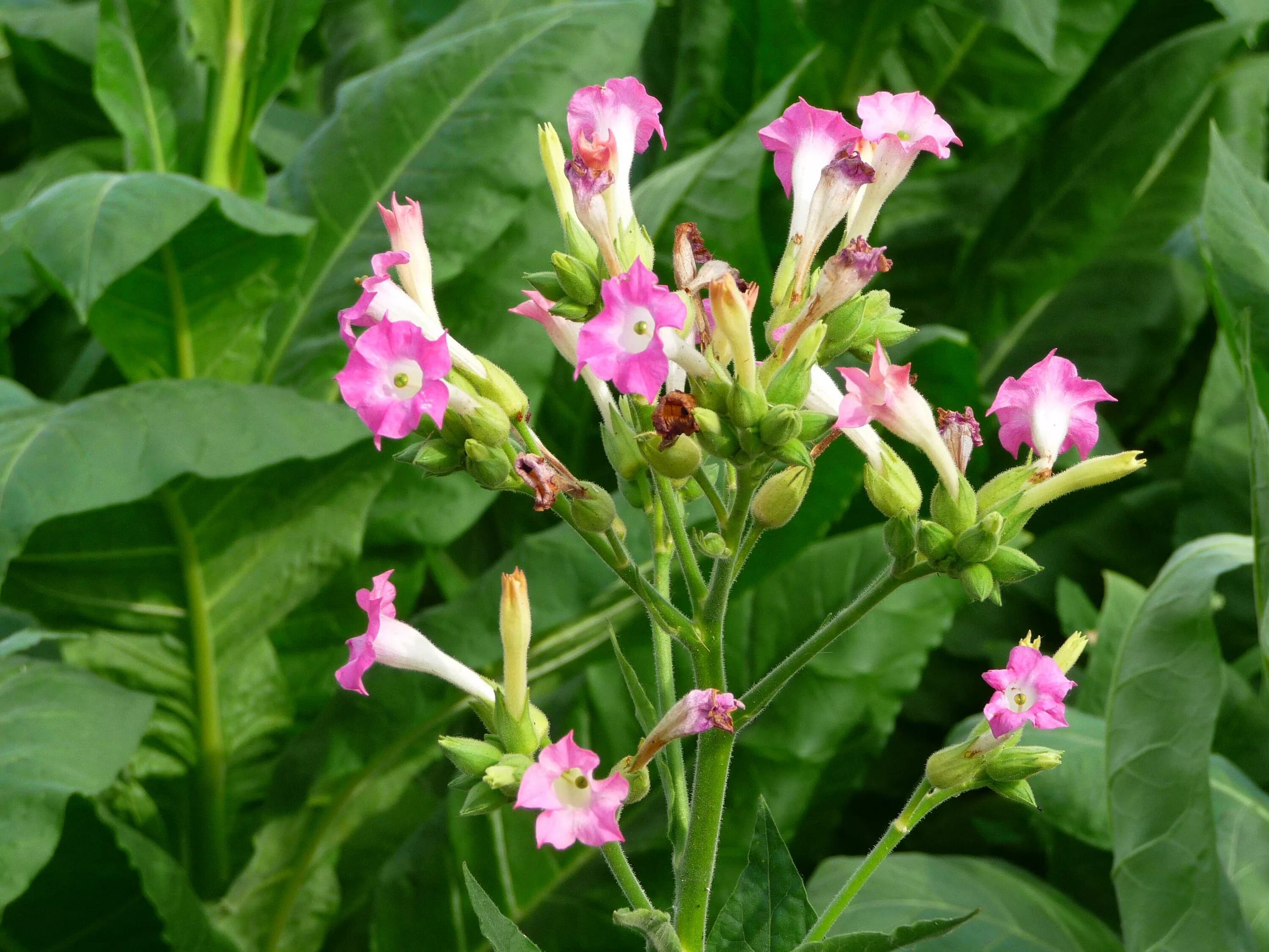 Растения Nicotiana. Растение Nicotiana tabacum. Табак обыкновенный (Nicotiana tabacum).. Табак (Nicotiana Rustica).