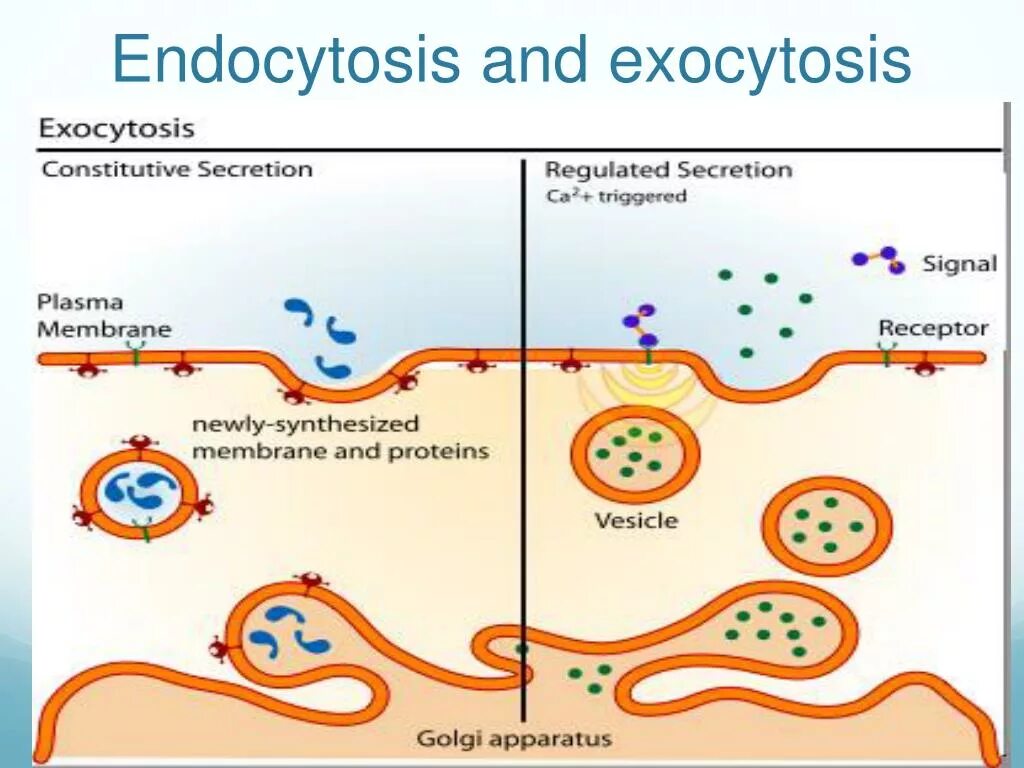 Пиноцитоз эндоцитоз экзоцитоз. Эндоцитоз экзоцитоз фагоцитоз это. Фагоцитоз пиноцитоз экзоцитоз. Эндоцитоз и экзоцитоз схема.
