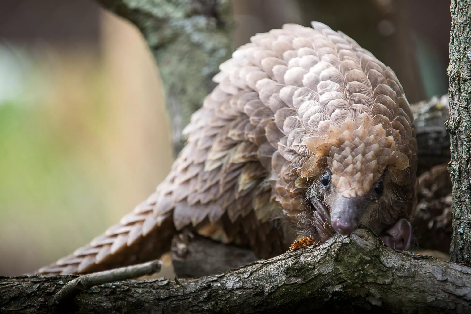 панголин броненосец. ящер панголин броненосец. ящер панголин броненосец. малайский панголин. ящер панголин.