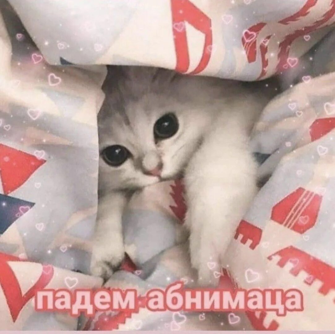 Картинка с милой надписью и котиком. Картинка с милой надписью и котиком. Милые картиночки с надписями. Картиночки с котиками и сердечками. Котик с сердечком.