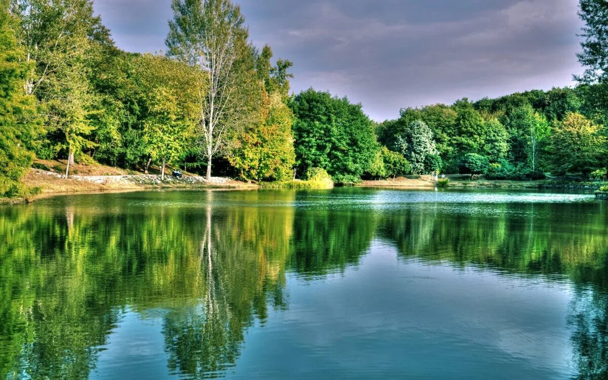 Картинка красивое озеро. Лето лес река озеро. Лесное озеро (Forest Lake). Беловежская пуща озера. Озеро парз.