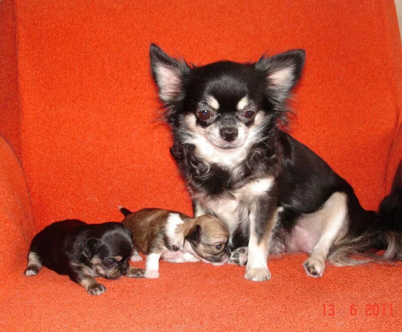 щенки минск