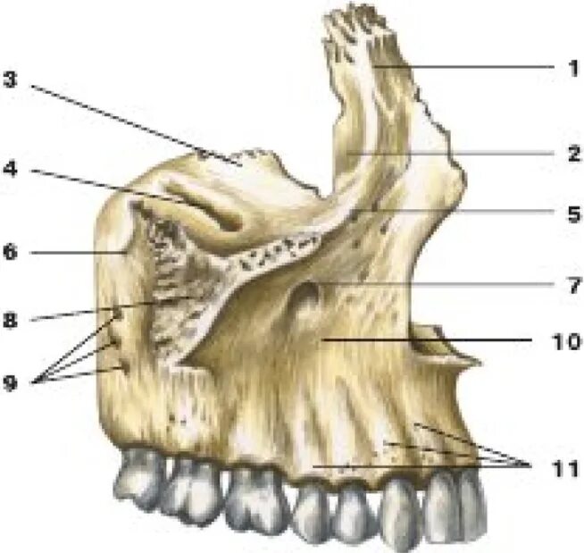 Клыковая ямка. Верхняя челюсть анатомия Синельников. Скуловой отросток верхней челюсти. Кости верхней челюсти анатомия. Верхнечелюстная кость черепа анатомия.
