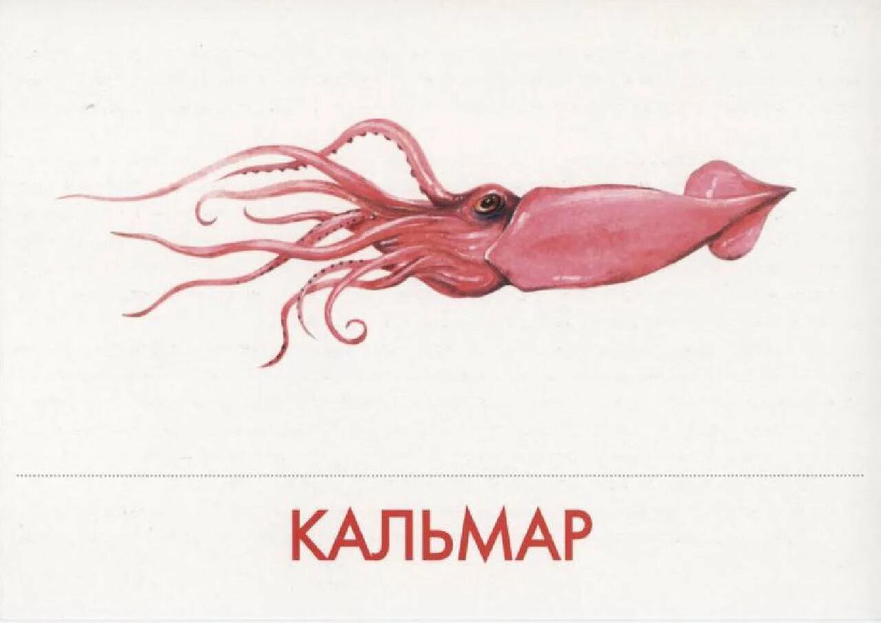 Игра в кальмара карточка. Морские обитатели кальмар. Морские обитатели карточки для детей. Обитатели морей и океанов для детей. Дидактические карточки морские обитатели.