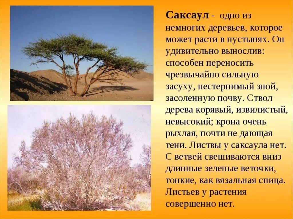 Саксаул природная зона обитания. Саксаул растение пустыни. Саксаул краткое описание. Растения зоны пустынь саксаул. Саксаул растение описание.