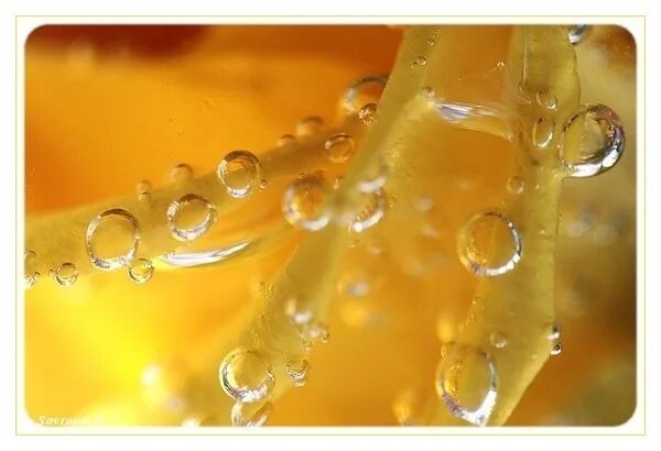 жемчужная роса. медовая роса. цветы в росе. природа макро. макросъемка капли.