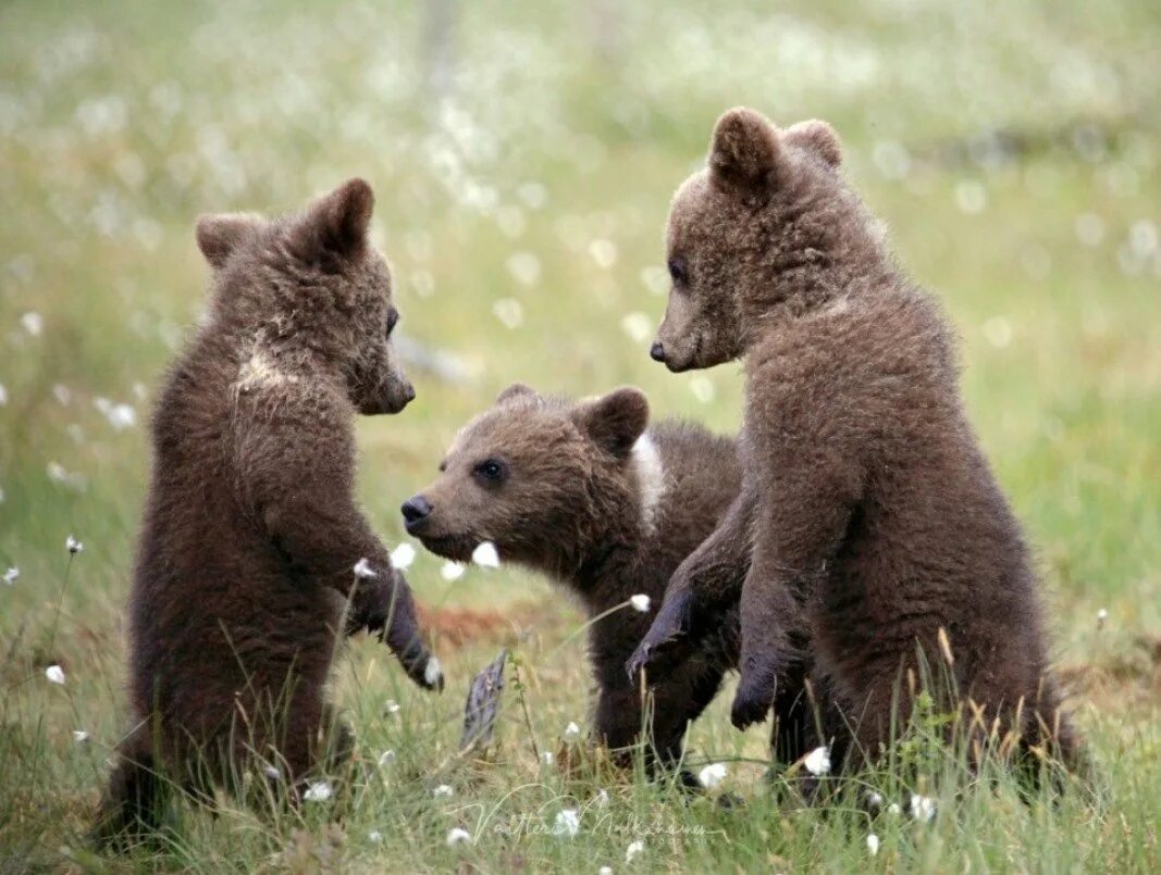 Медведь Пестун. Три медвежонка. Много медвежат. Медвежата в природе.