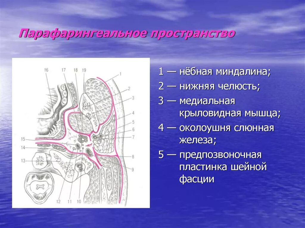 Заглоточное пространство топографическая анатомия. Заглоточное клетчаточное пространство. Боковое окологлоточное пространство топография. Парафарингеальное клетчаточное пространство границы. Кт миндалин