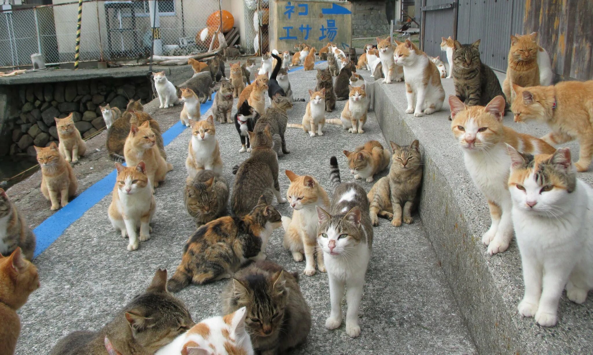 Фото где много. Кошачий остров Тасиро. Остров Тасиро остров кошек. Тасиро остров кошек в Японии. Остров Аошима кошачий.