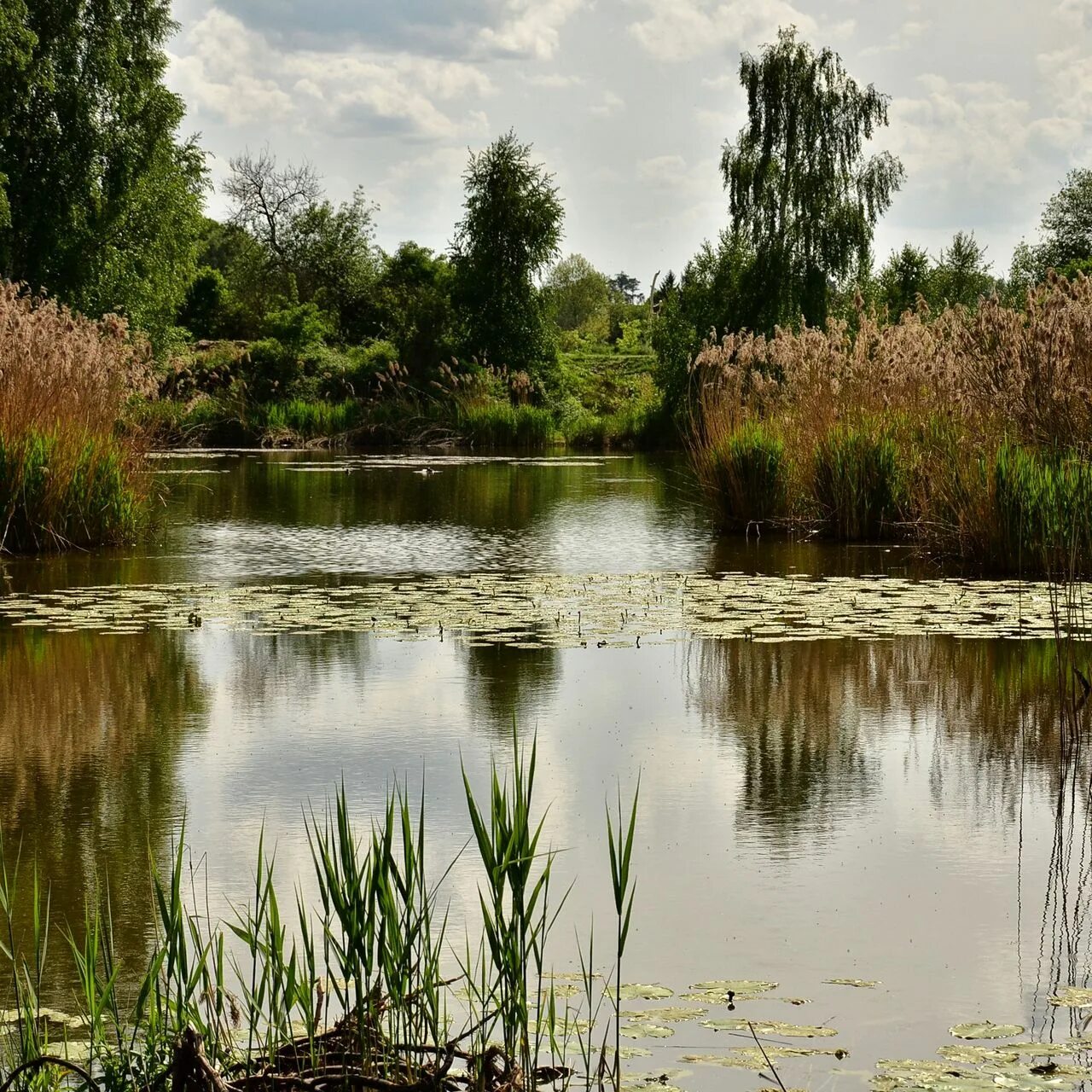 Камыш водоем. Пруд. Заросший водоем. Пруд с камышами. Природа речка.