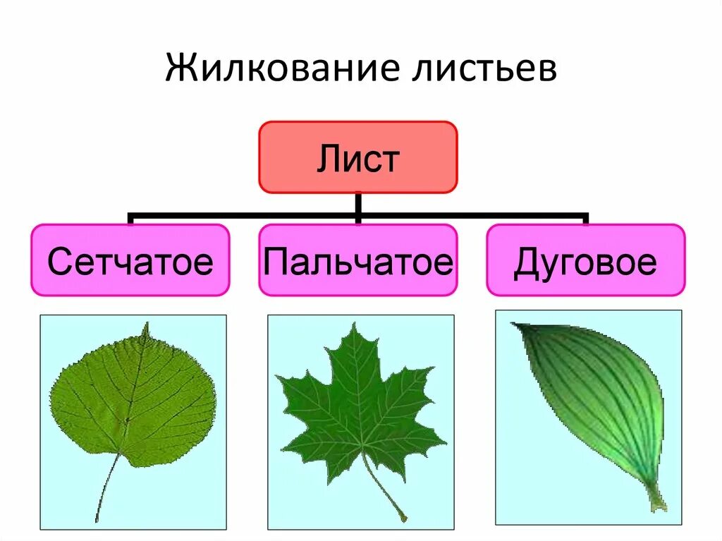 Сетчатое пальчатое жилкование. Пальчато сетчатое жилкование листовой пластинки. Пальчатый Тип жилкования. Пальчатое жилкование листьев.