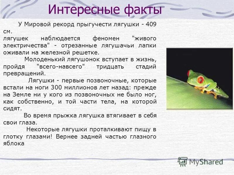 Интересные факты о лягушках. Необычные факты о земноводных. лягушачьи рекорды. лягушкины рекорды интересные факты. сообщение лягушкины рекорды.