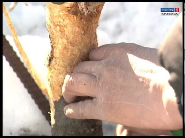 Мыши погрызли яблоню. Обгрызли ствол яблони. Мостовая прививка яблони. Прививка мостиком. Обглодали кору дерева.