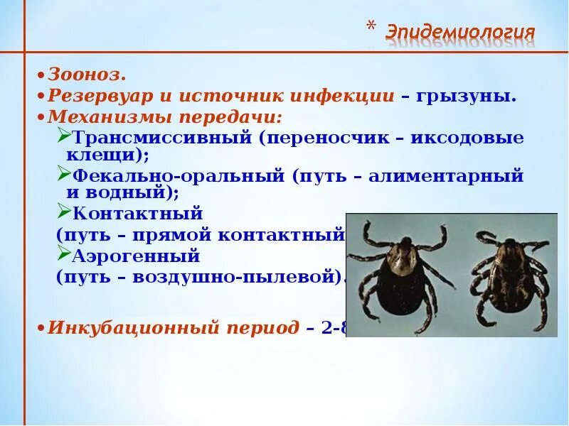 Иксодовые клещи заболевание. Иксодовые клещи переносчики. Иксодовые клещи переносчики возбудителей заболевания. Иксодовый клещ классификация. Клещb переносчикb возбудителей заболеваний..