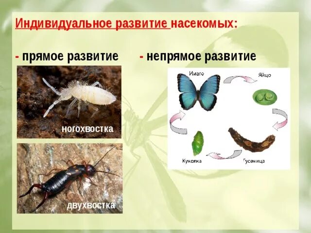 Прямое развитие насекомых. Прямое развитие насекомых примеры. Типы развития насекомых. Схема прямого развития насекомых.